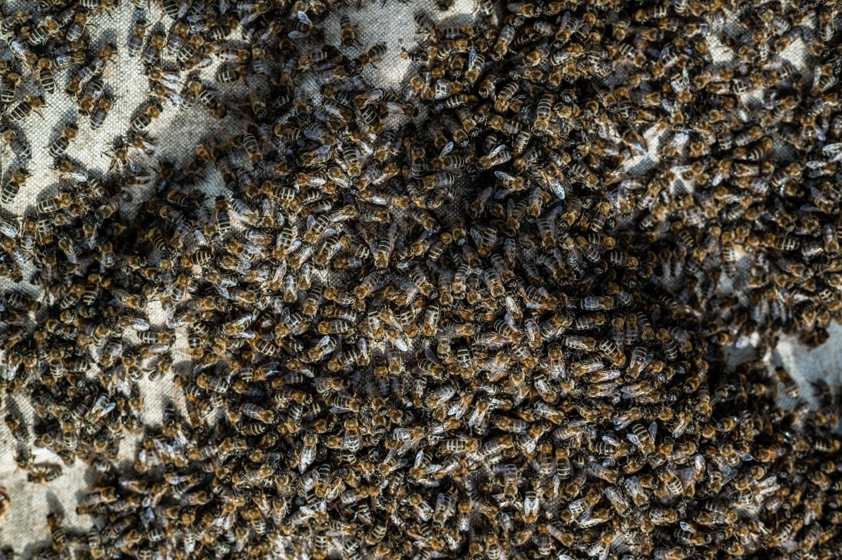 Czy rójka może być pożyteczna dla pszczelarza?