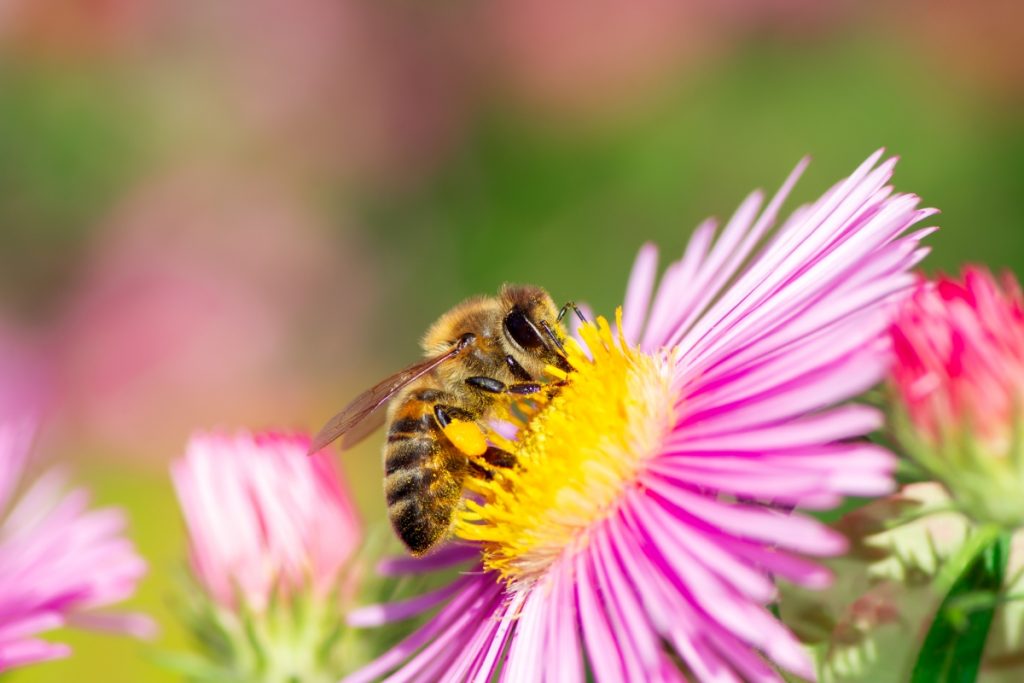 Czy pszczoła może popaść w nałóg?