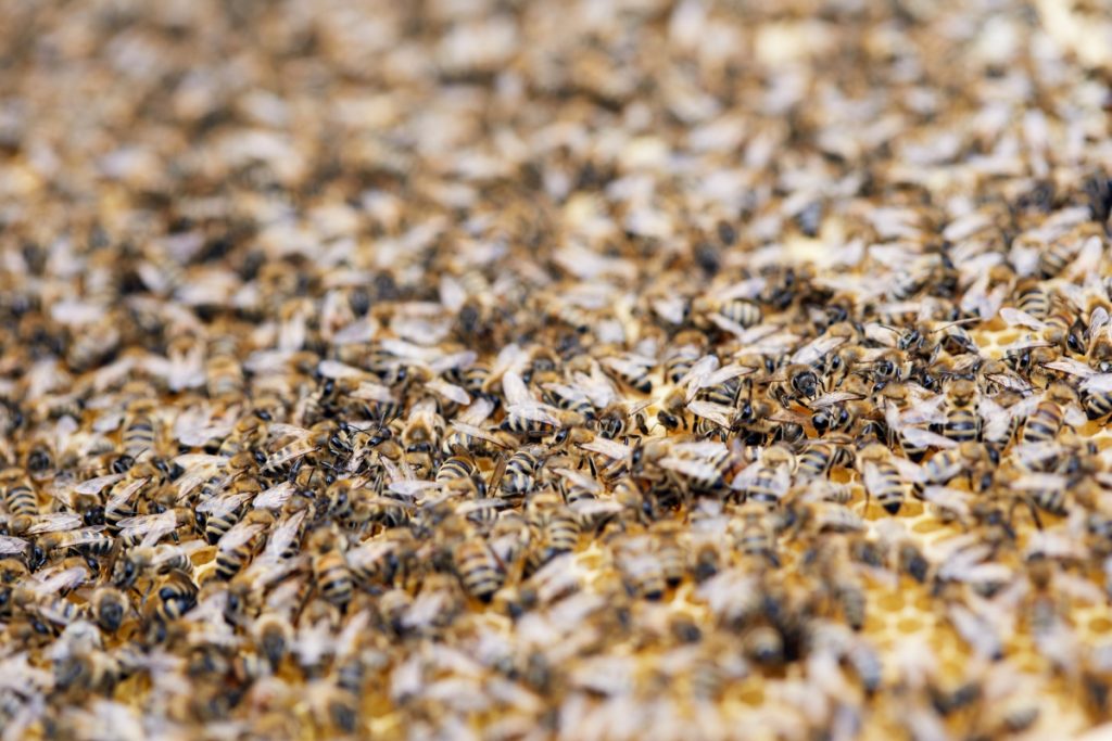 Jak pszczoły cofają czas - rewersja procesu starzenia