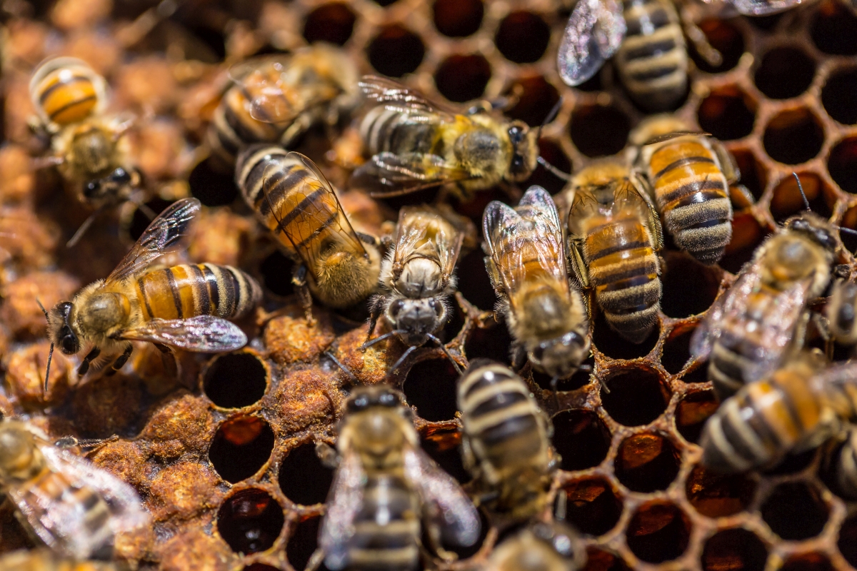Pszczoły letnie i pszczoły zimowe