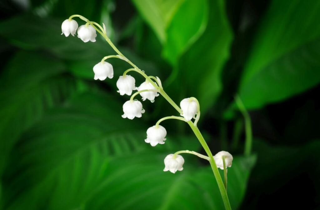 Konwalia majowa - leśna i ogrodowa roślina miododajna