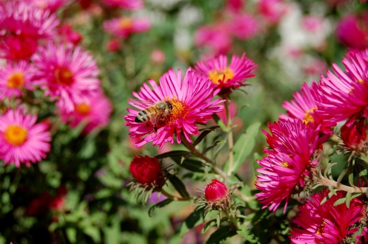 Piękna katastrofa, czyli pszczoły wobec globalnego ocieplenia