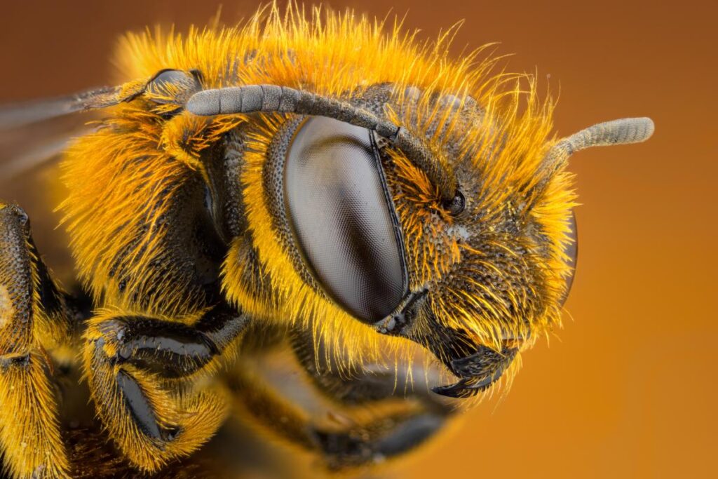Pszczele zmysły – jak pszczoły odbierają świat? Wzrok i słuch pszczół