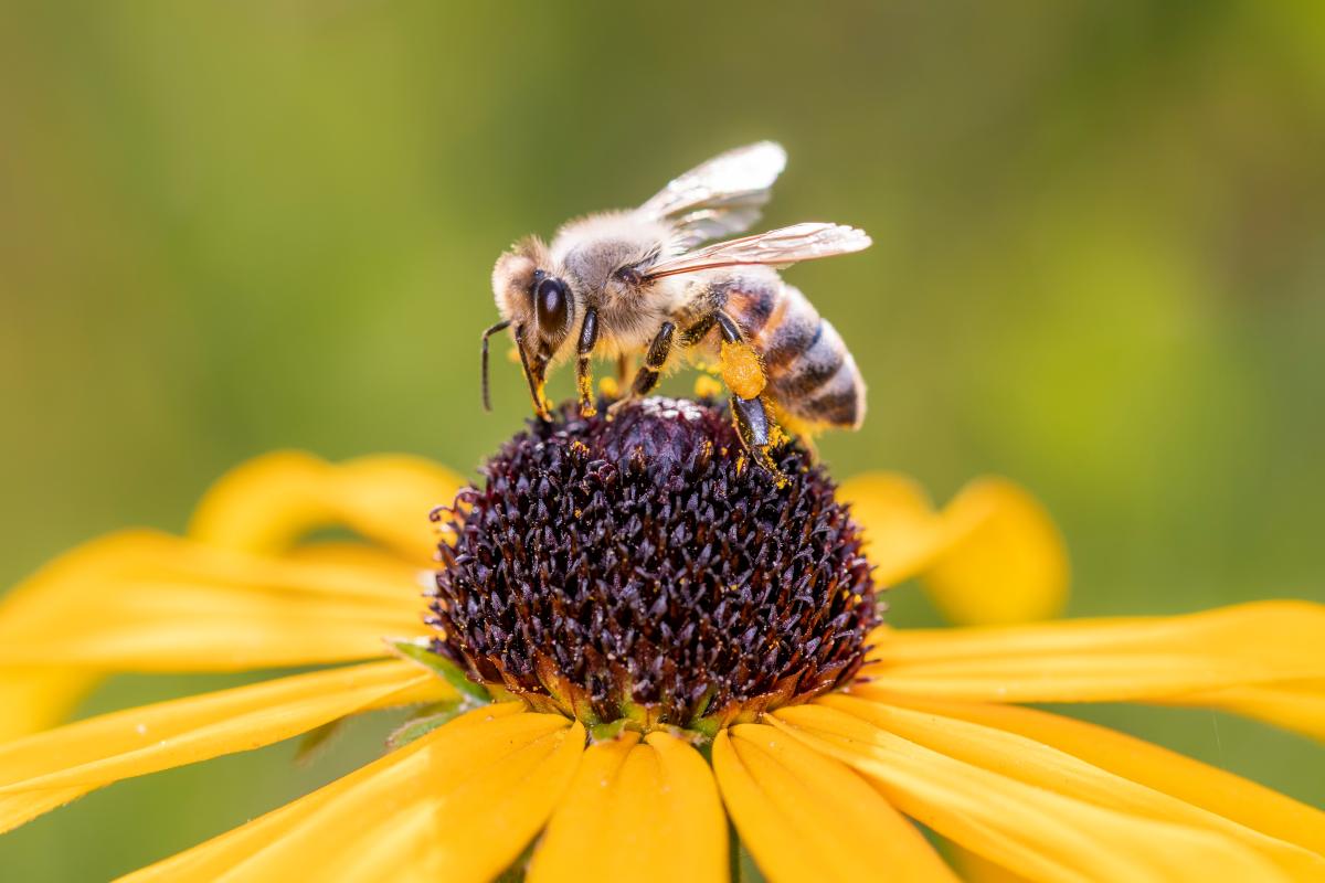 Pszczele zmysły – jak pszczoły odbierają świat? 