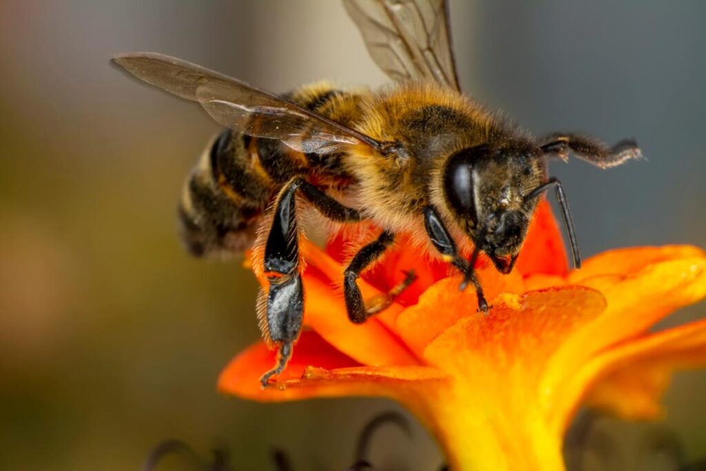 Pszczele zmysły – jak pszczoły odbierają świat? Zapach, smak i inne zmysły