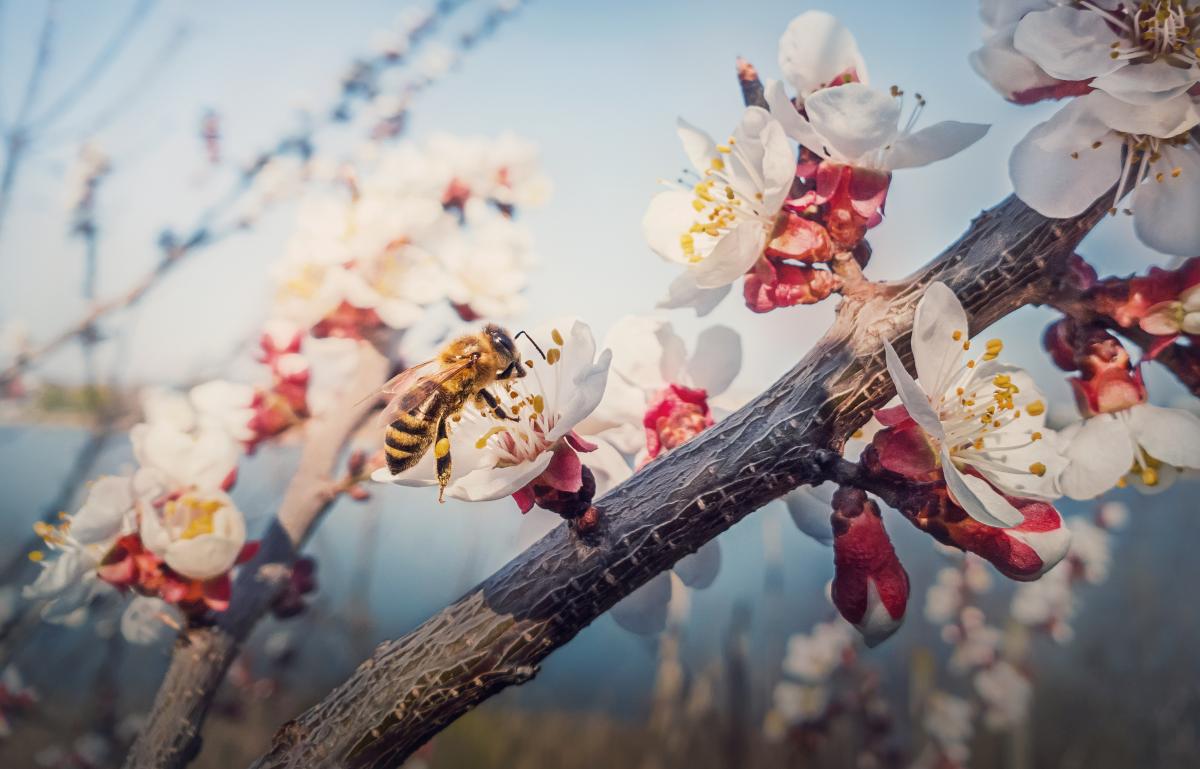 Pszczele zmysły – jak pszczoły odbierają świat? Zapach, smak i inne zmysły