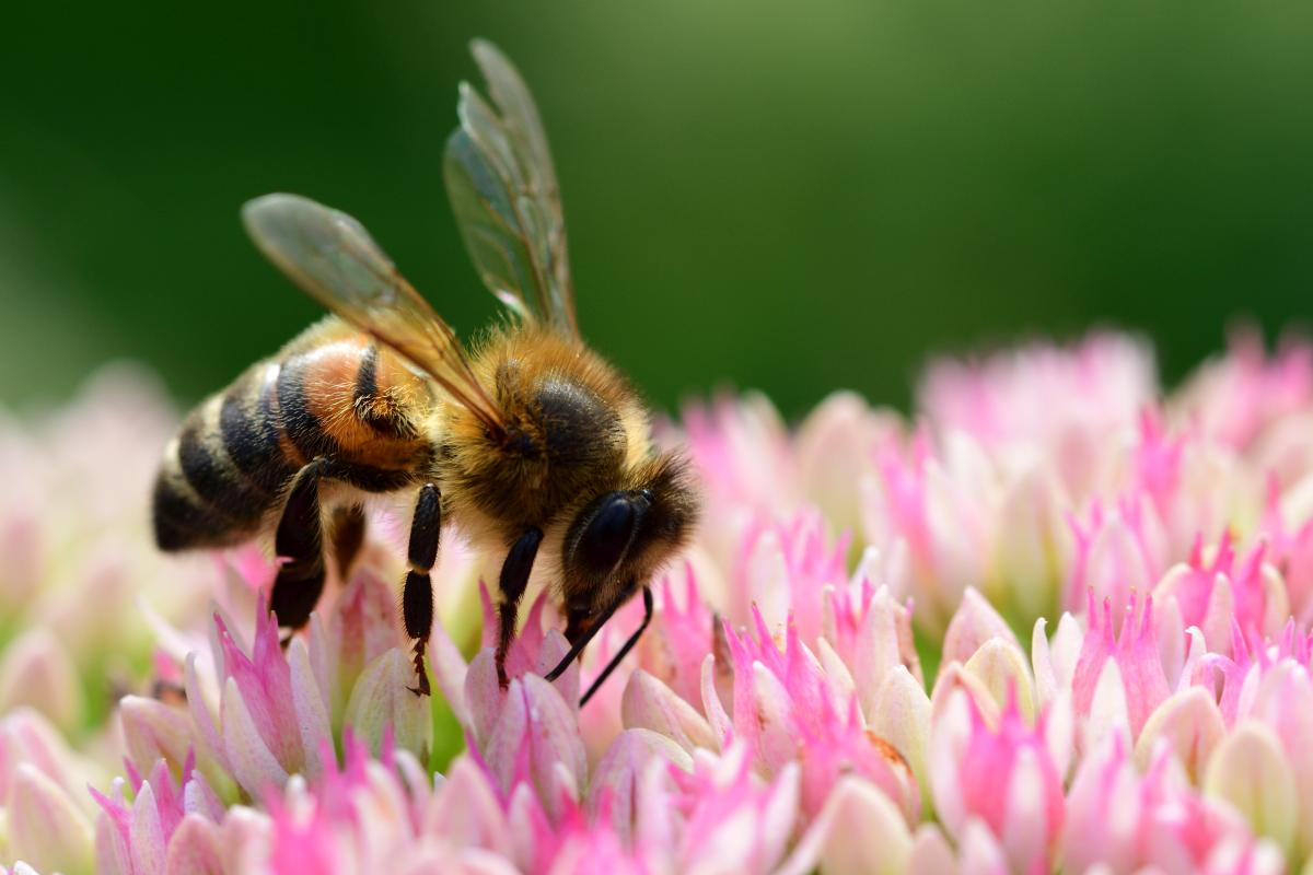 Pszczele zmysły – jak pszczoły odbierają świat?