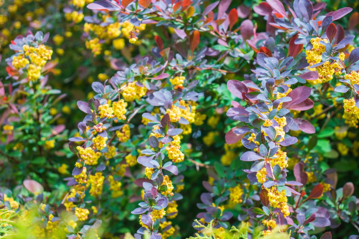 Berberys zwyczajny (Berberis vulgaris)