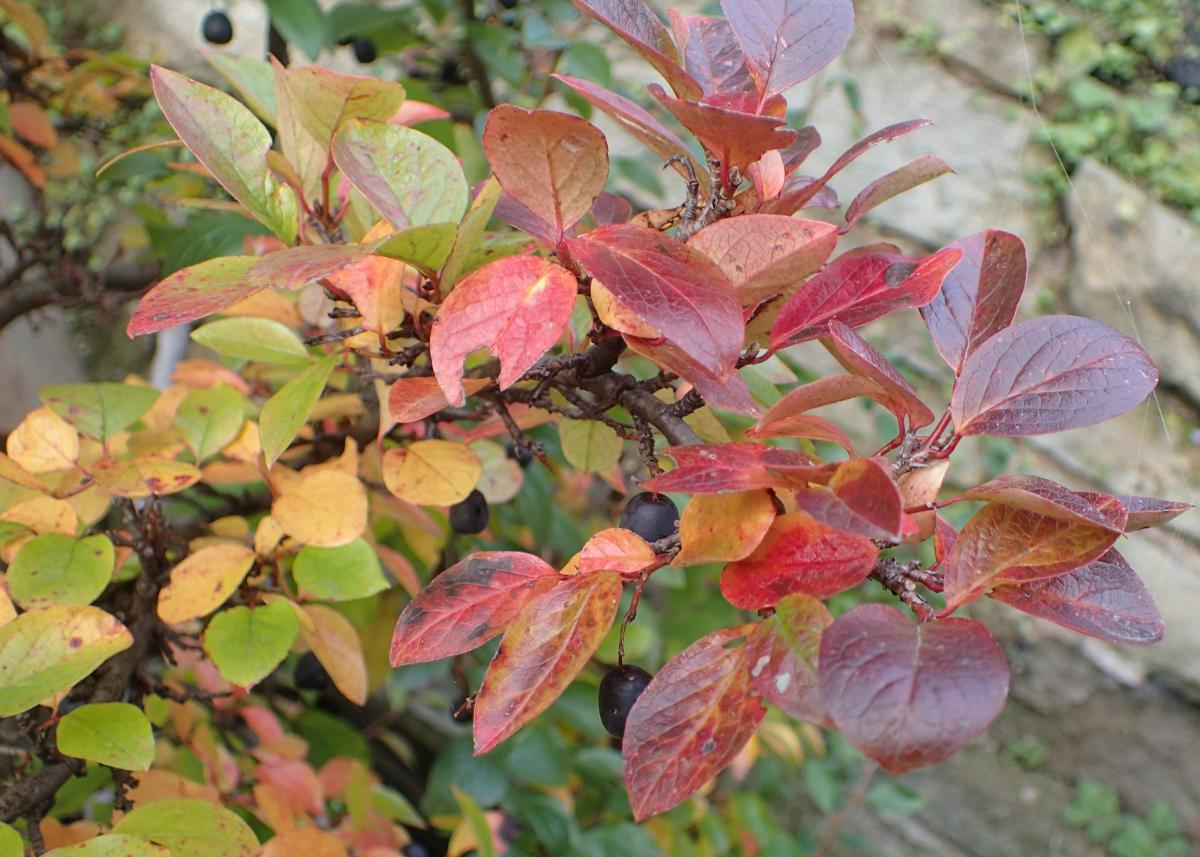 Irga czarna (Cotoneaster melanocarpus)