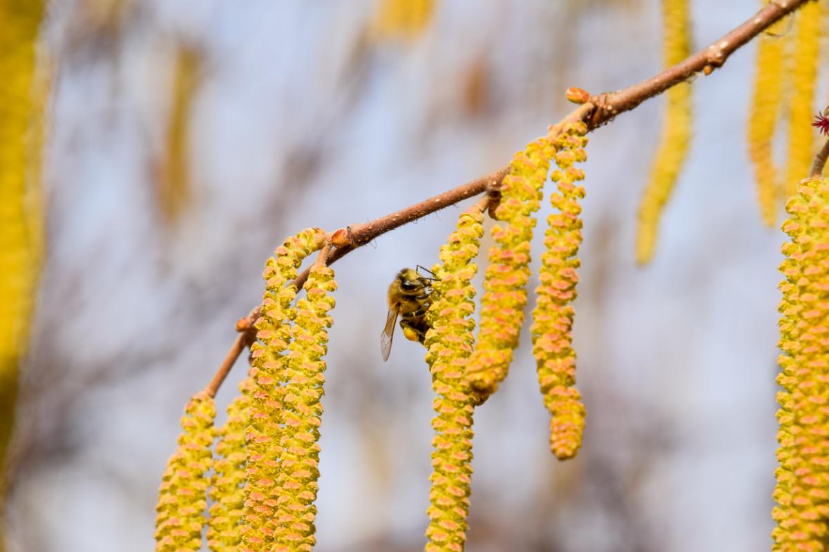 Leszczyna pospolita (Corylus avellana)