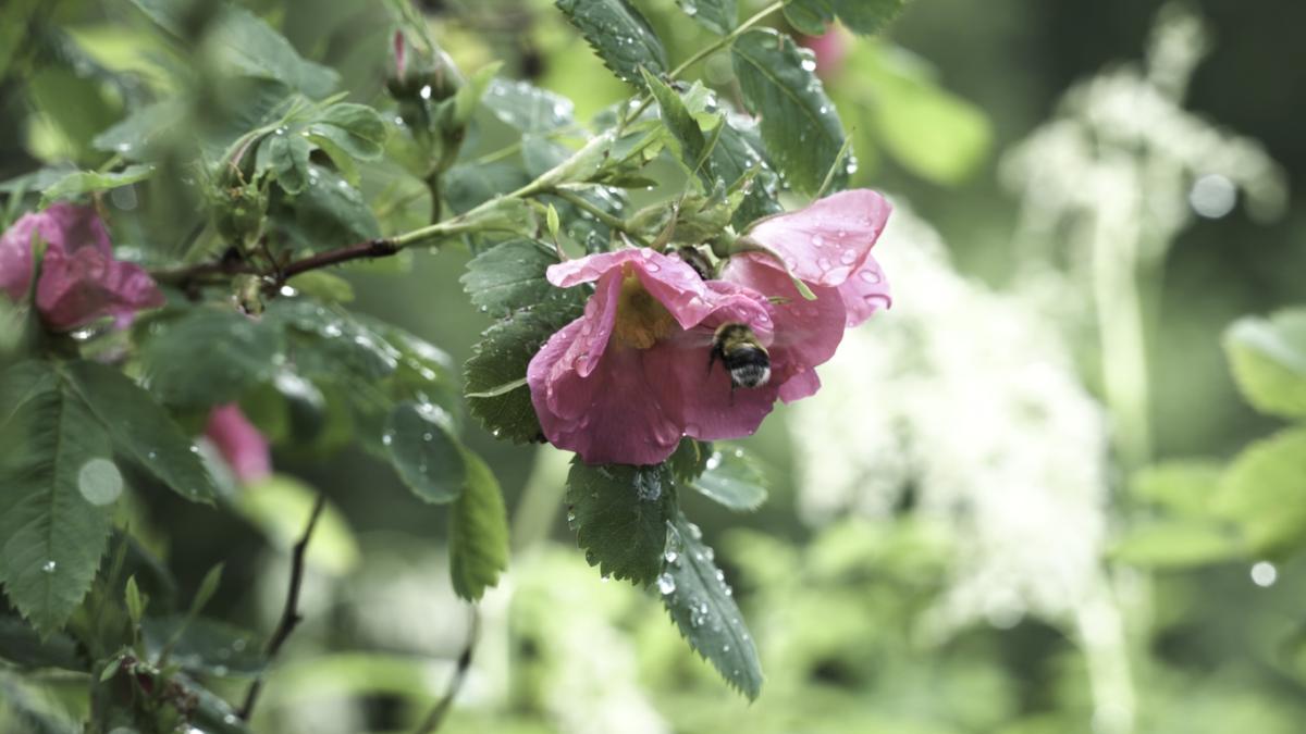 Róża dzika (Rosa canina)