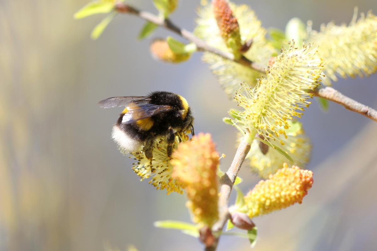 Wierzby (Salix)