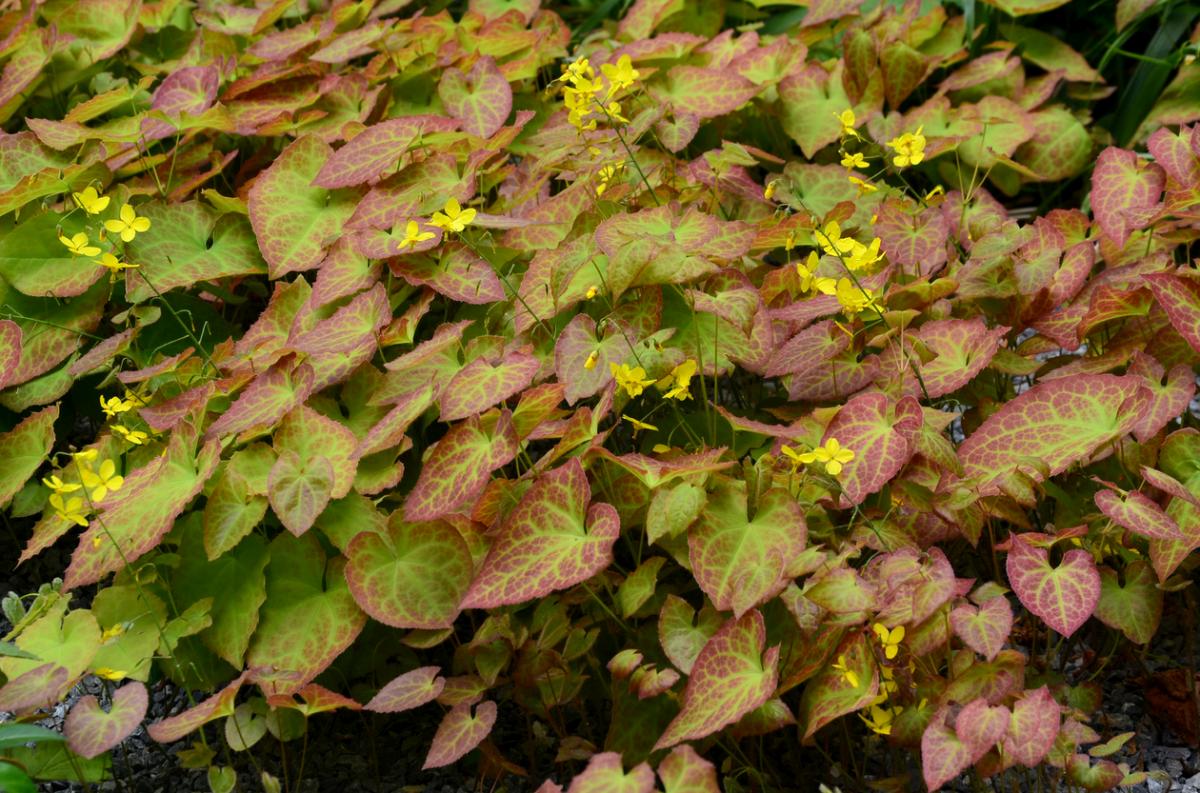 Epimedium (Epimedium)