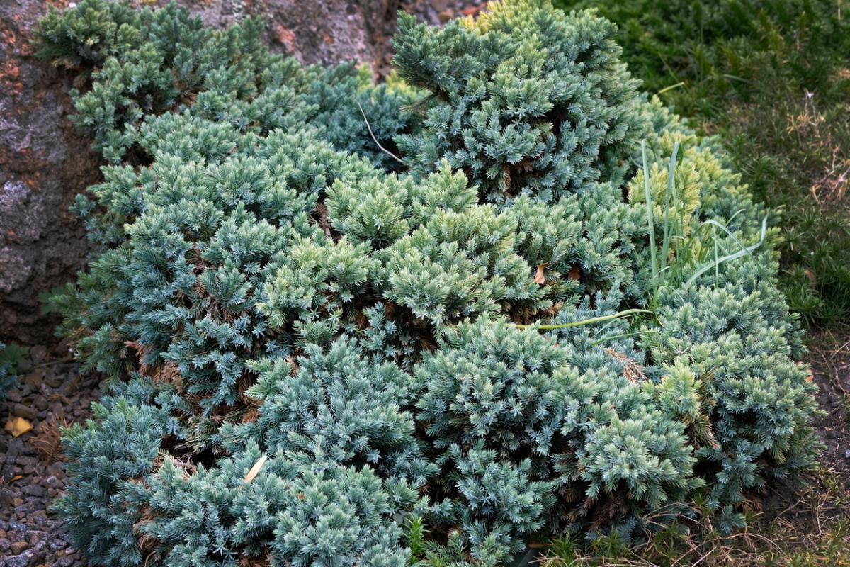 Jałowiec (Juniperus squamata)