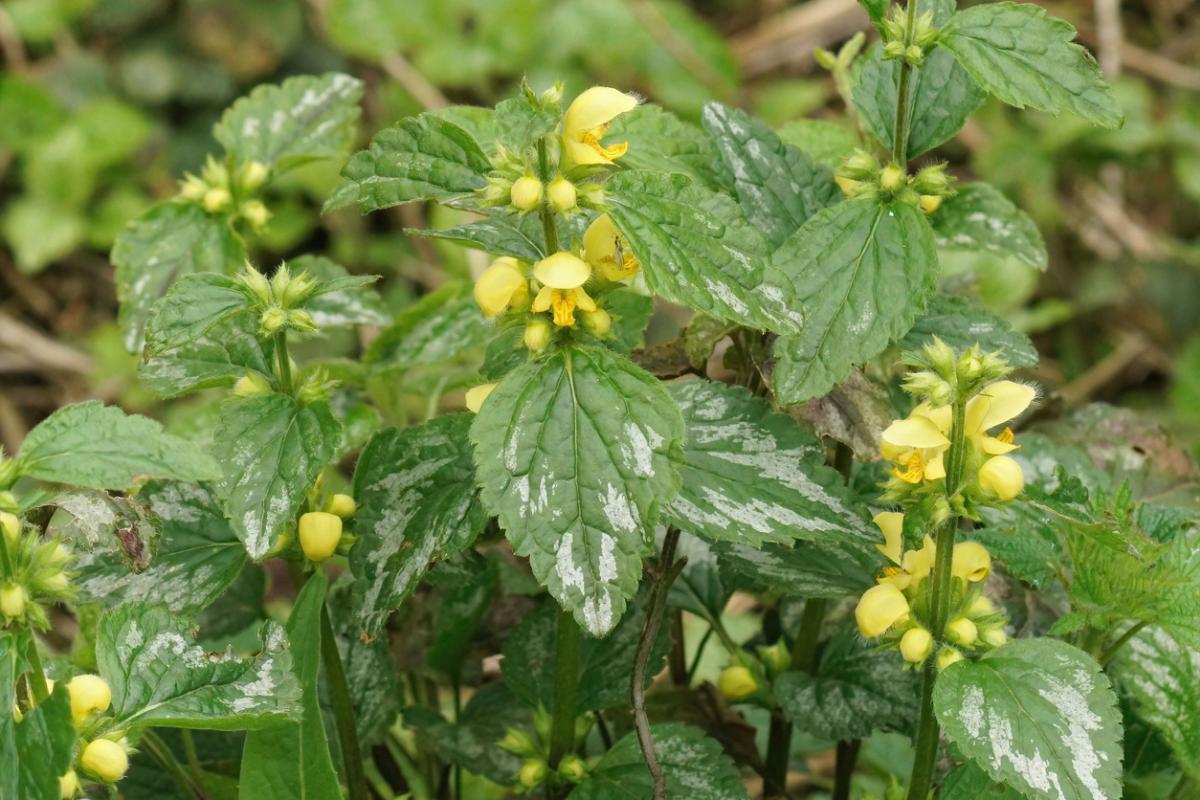 Jasnota gajowiec (Galeobdolon luteum)