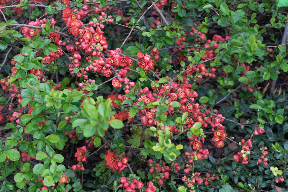 Pigwowiec (Chaenomeles)