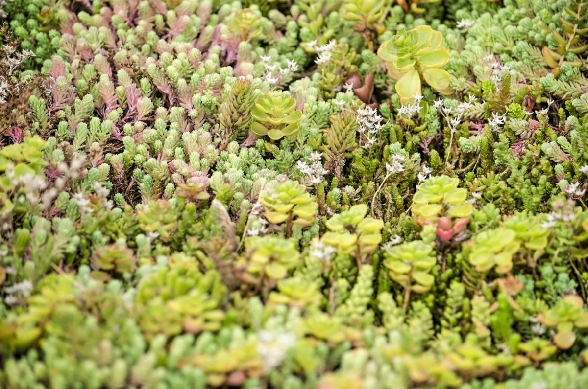 Rozchodnik (Sedum)