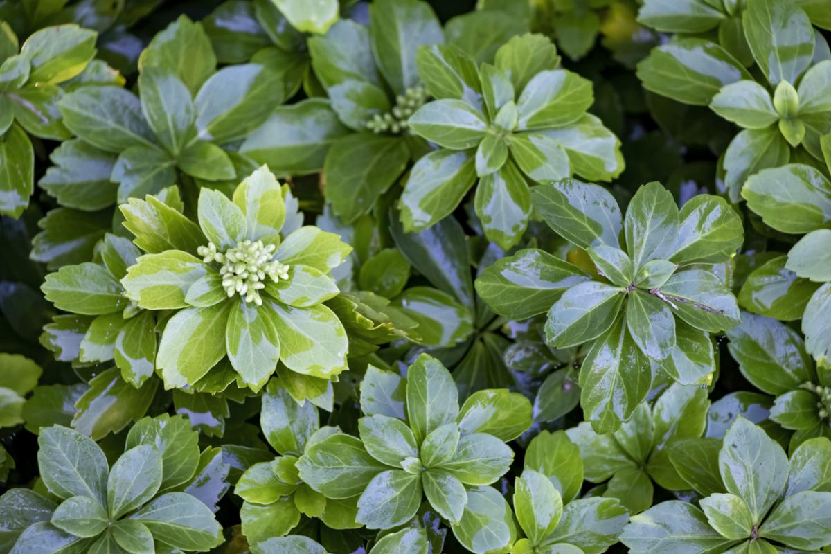 Runianka japońska (Pachysandra terminalis)