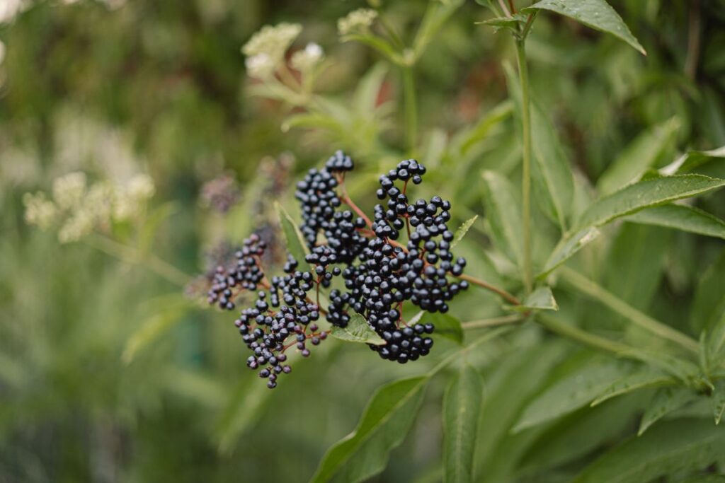 Jesienią na gałązkach bzu czarnego możemy podziwiać liczne baldachy czarnych owoców, z których w chłodnych porach roku szczególnie cieszą się ptaki.