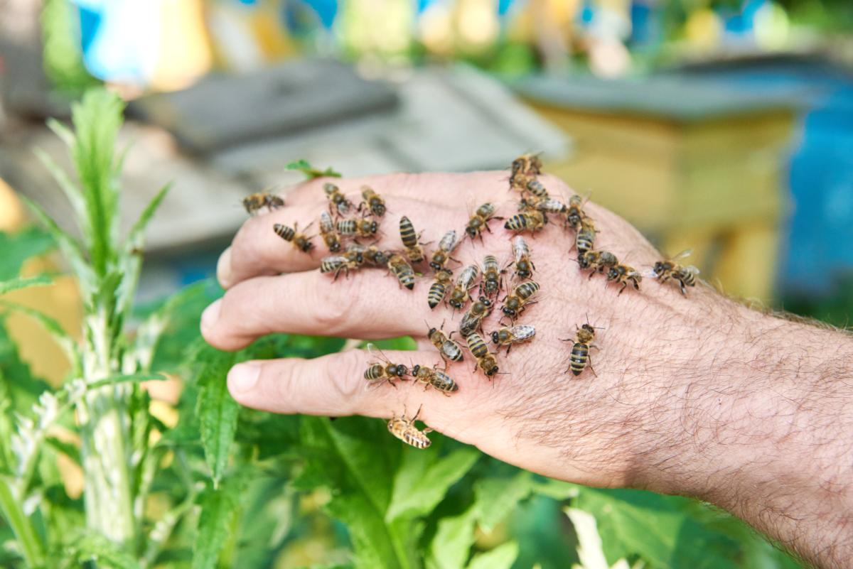 Pszczoły na tle innych owadów – jak bardzo są agresywne?