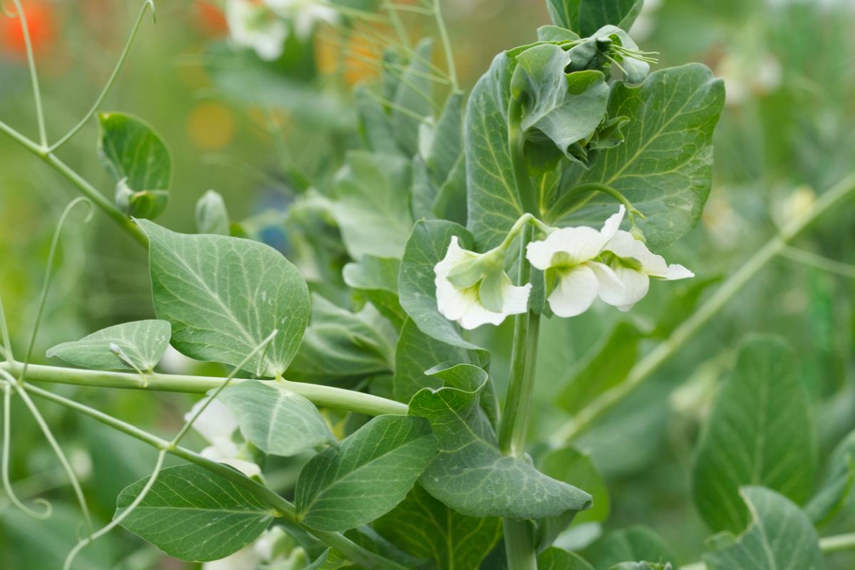 Pisum sativum