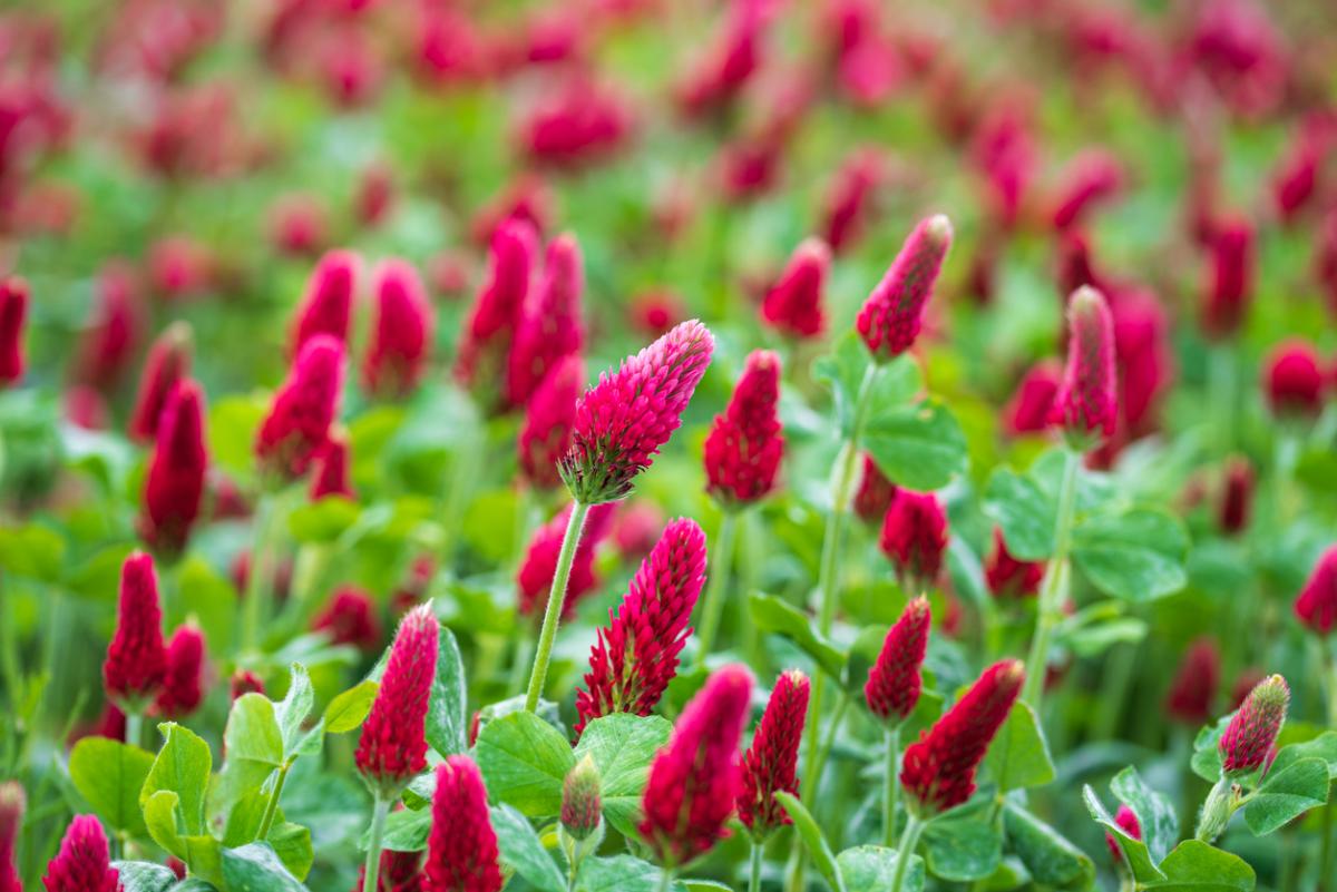 Trifolium incarnatum