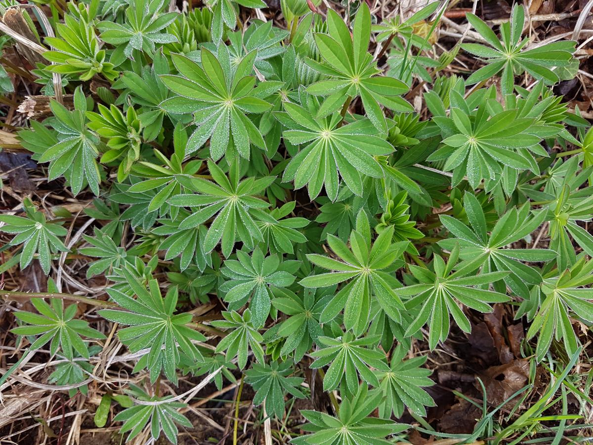 Lupinus angustifolius