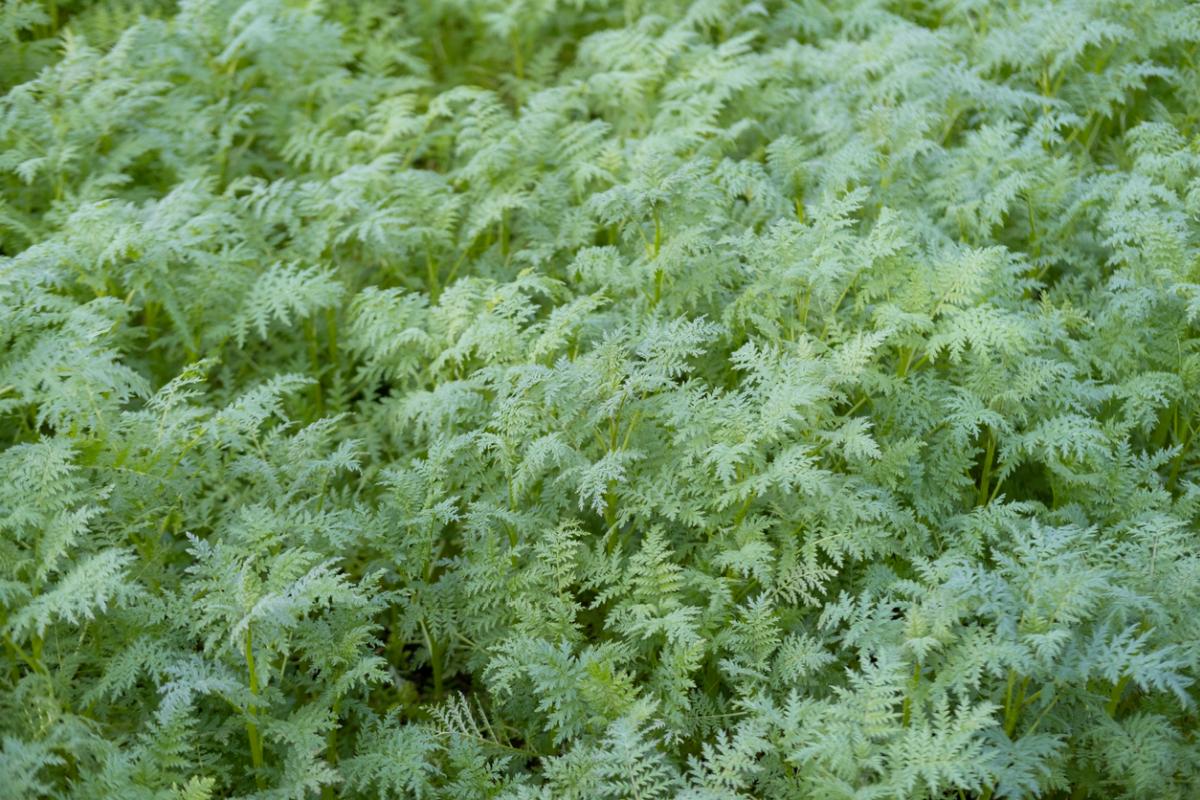 Phacelia tanacetifolia