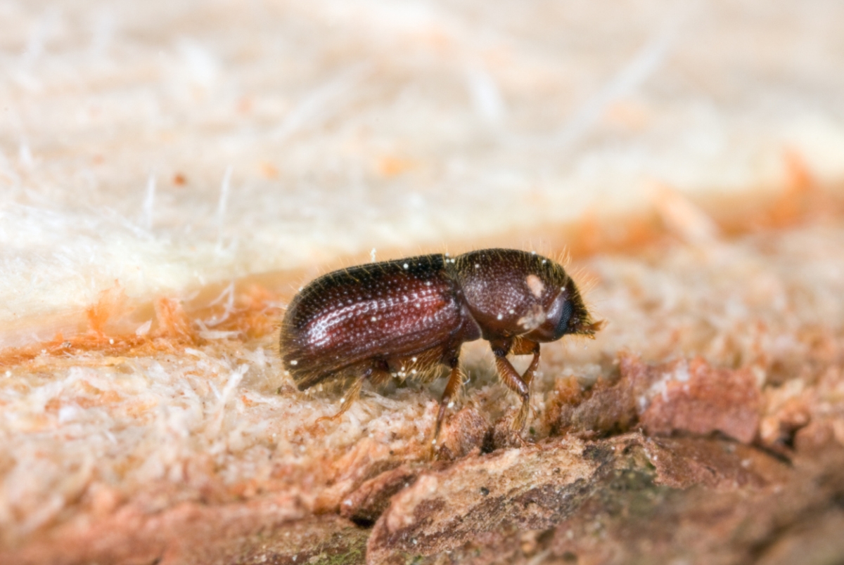 Pityogenes chalcographus 