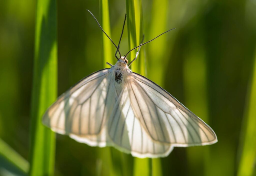 Dyblik liniaczek - Siona lineata