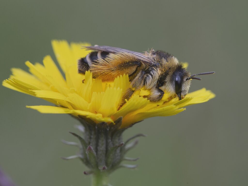Dasypoda hirtipes – Obrostka letnia