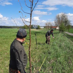 aleja-lipowa-kociborz-start-02.jpg